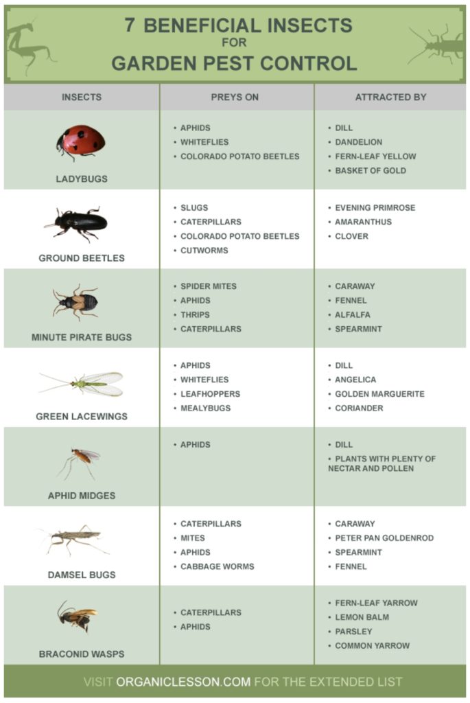 Beneficial Insects: An Alternative to Insecticides - Global Garden Lab