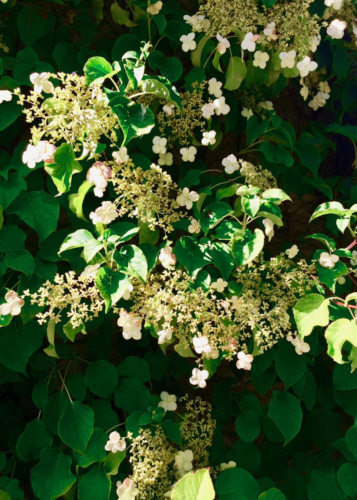 Hydrangea-petiolaris – Global Garden Lab